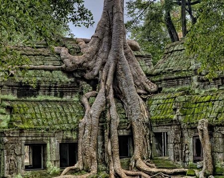 images/blog_img/tours/angkor_temple_tree.jpeg